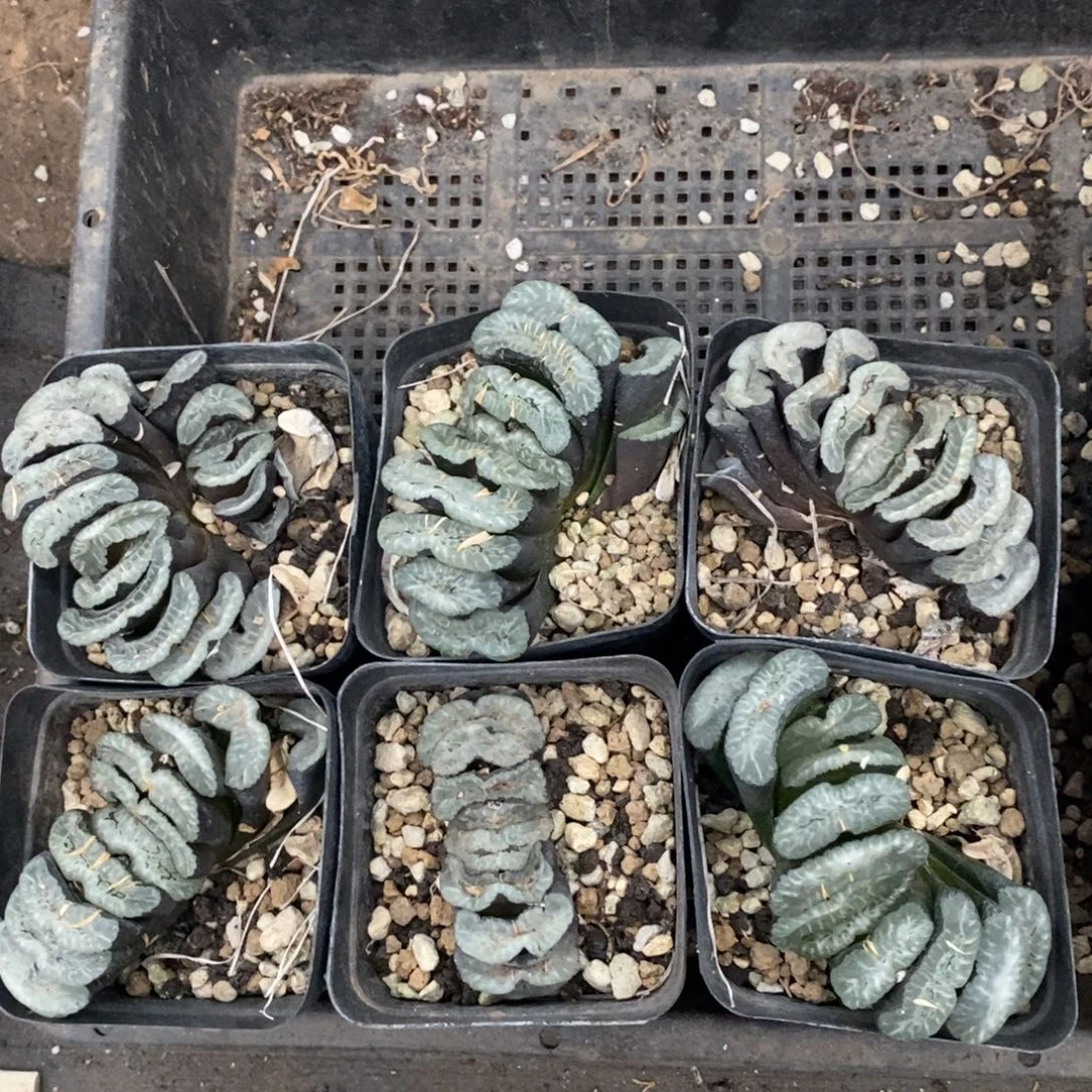 2406 一颗大玉扇 很周正 超级福利