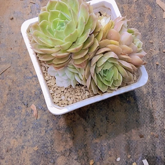 L***呀昂斯洛锦多肉植物老桩