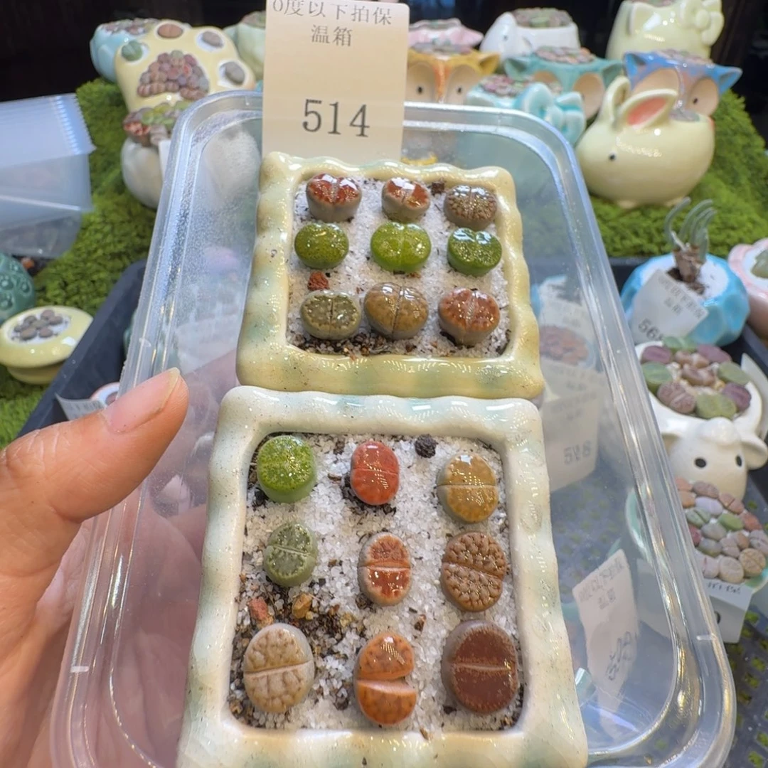 啊***贤多肉植物福利冲514