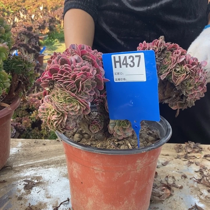 秋***秋437美杜莎缀化老桩老桩