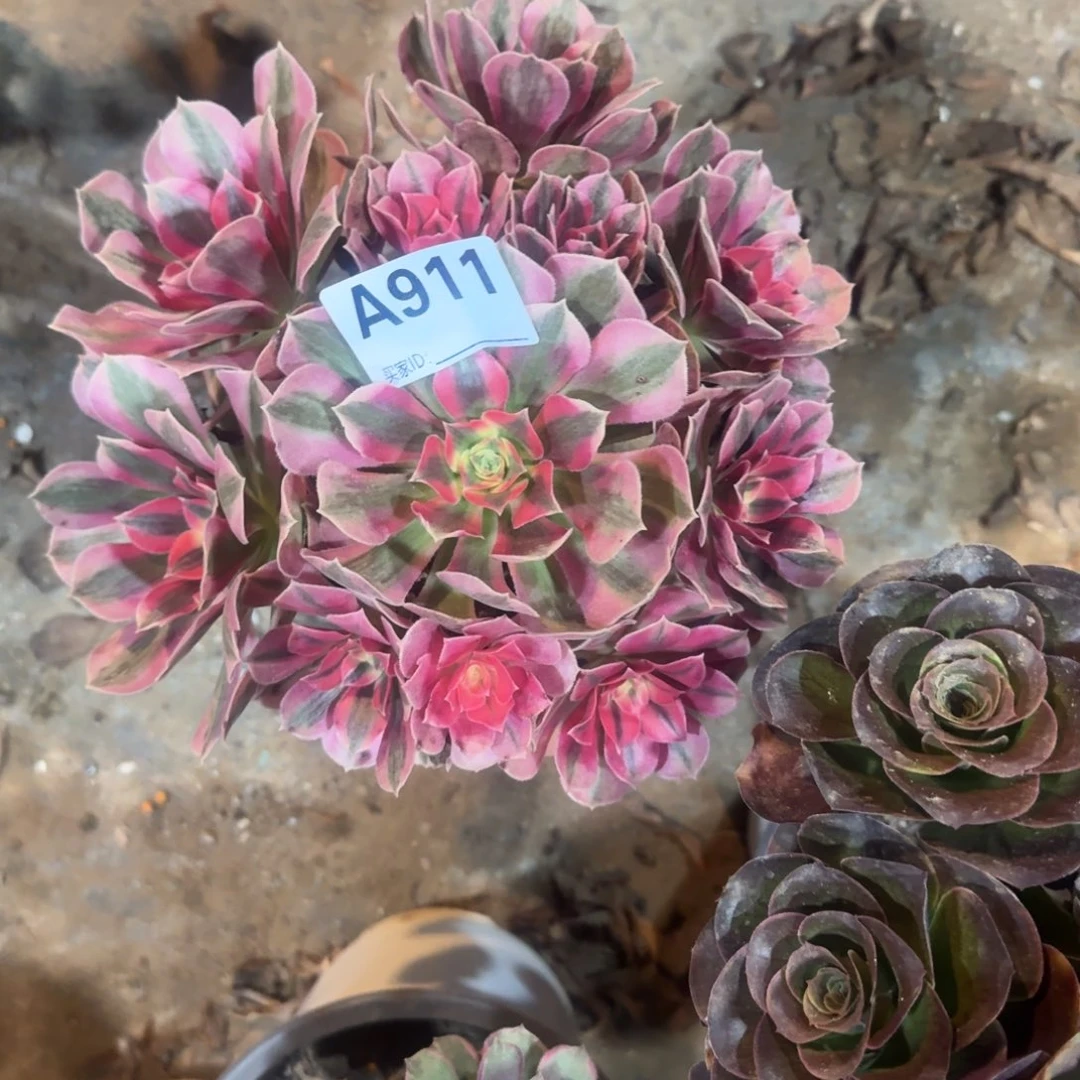 糖***果初恋法师一物一拍911