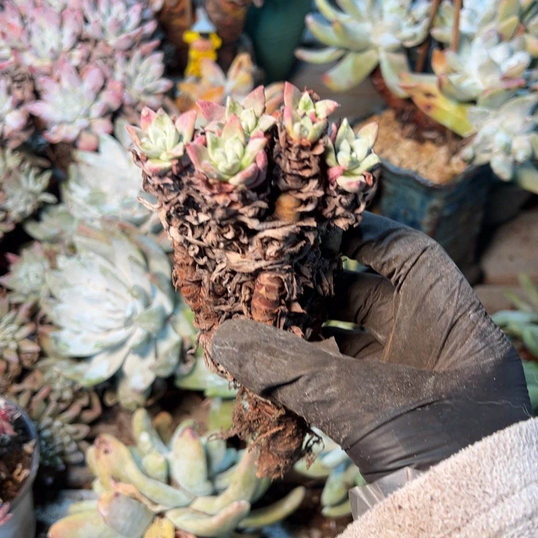 279微瑕福利哈哈哈哈哈