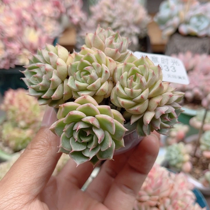 033 本巴蒂斯 带陶瓷盆发货 满28包邮