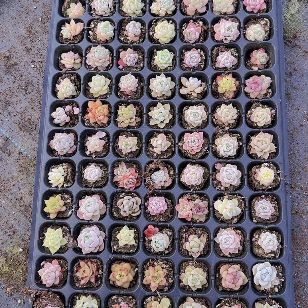 直播一物一拍多肉26