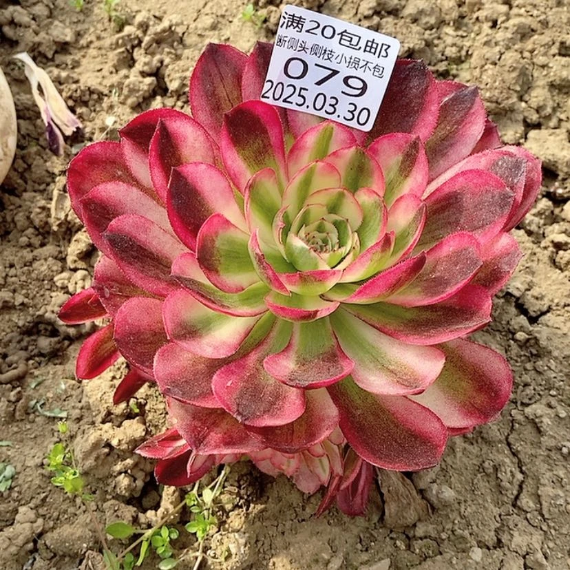 【闪购商品】3.30-79荔枝多肉植物