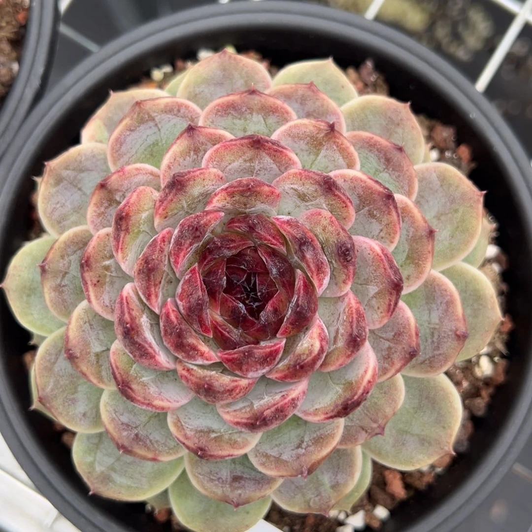 安4847肉肉肉肉肉肉肉