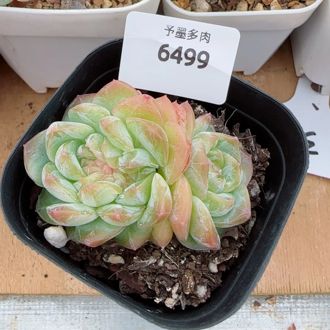 孤品珍妮缀化，6499多肉植物