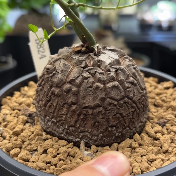 圣诞节南非龟甲龙