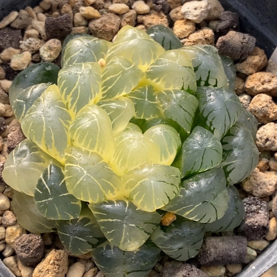 21号实生糊斑湖水多肉