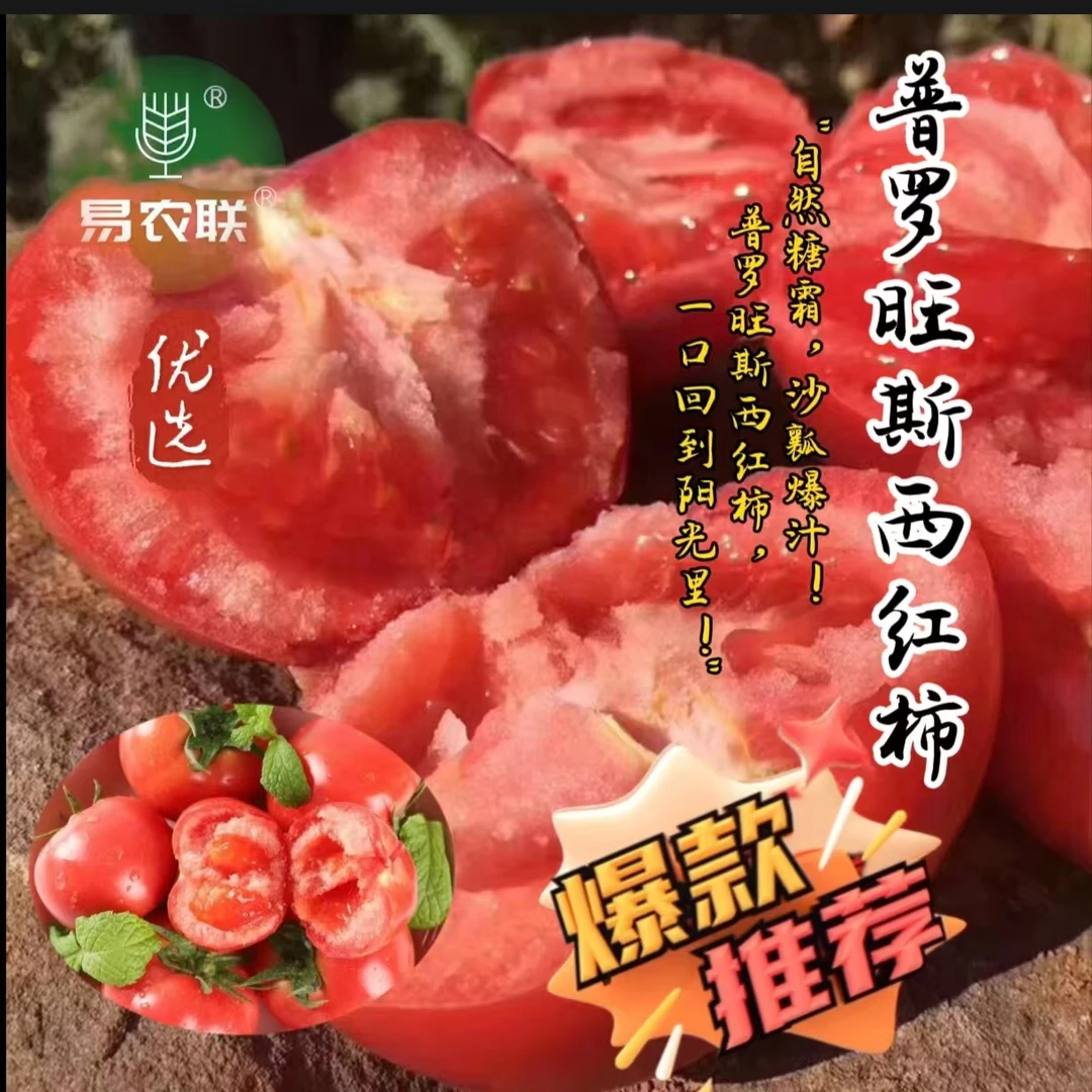 上海人喜欢吃的山东普罗旺斯西红柿 5斤这款西红柿凭什么卖的好
