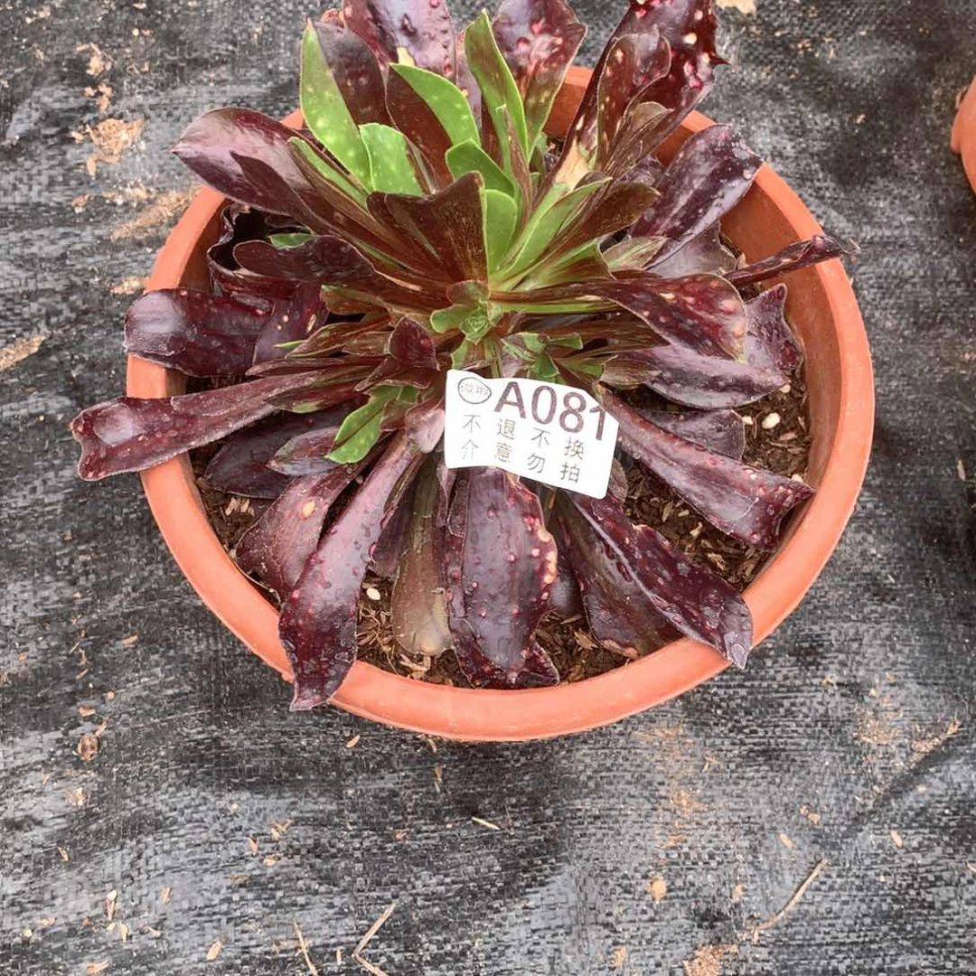 多肉植物欧若拉081