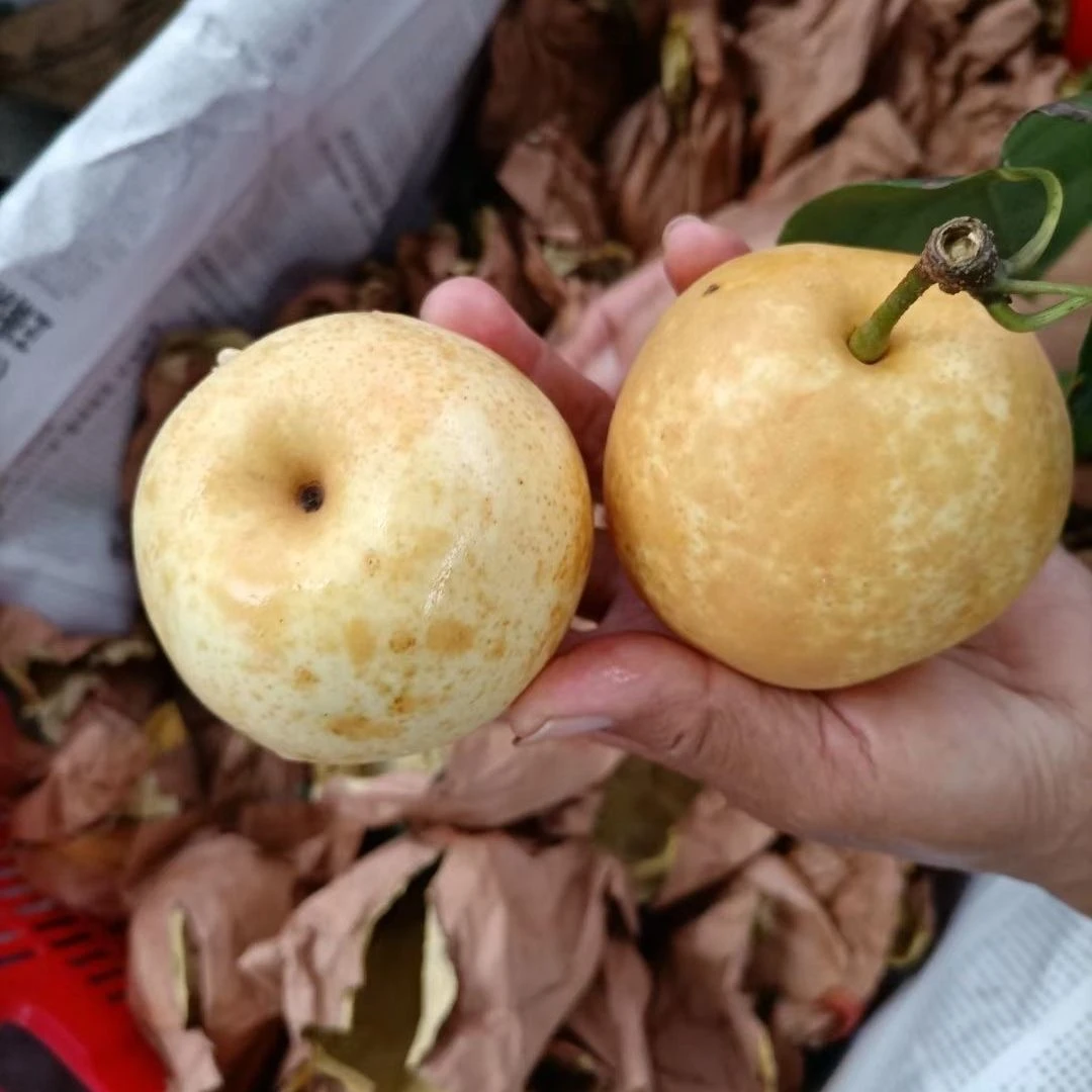金溪蜜梨新鲜孕妇应季水果梨子酥脆多汁套袋黄皮翠冠黄花降暑福利
