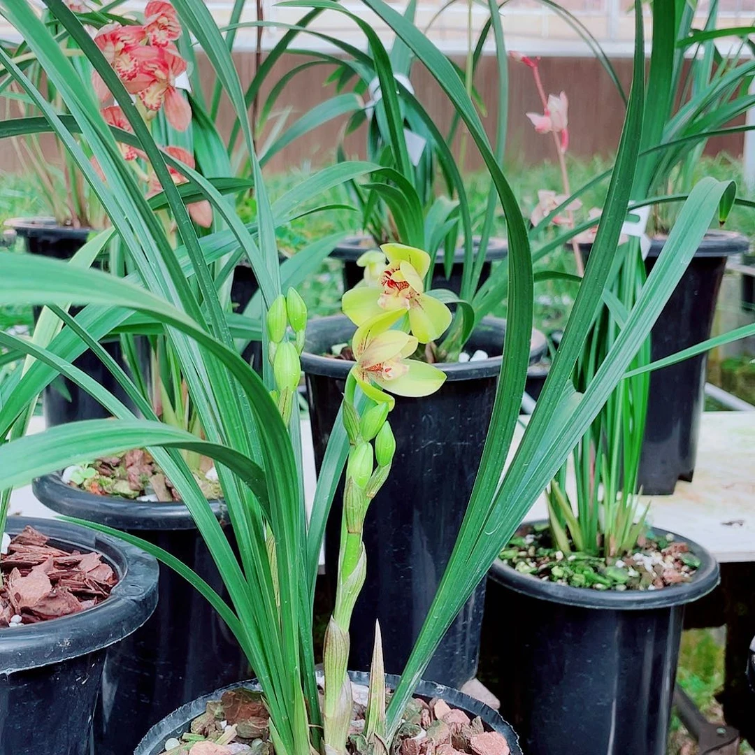 *****完全开放一物一拍漂亮开花