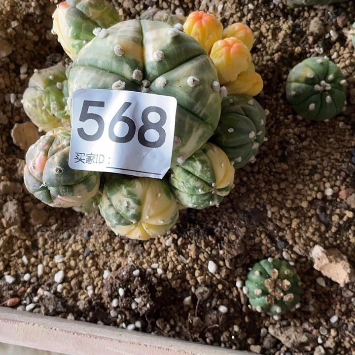 昕***昕仙人球无花朵兜锦群568