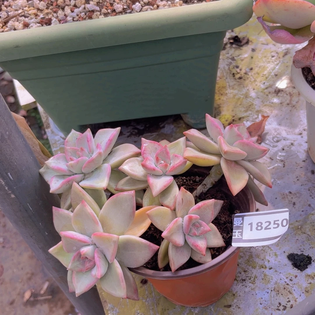 冰月多肉植物18250