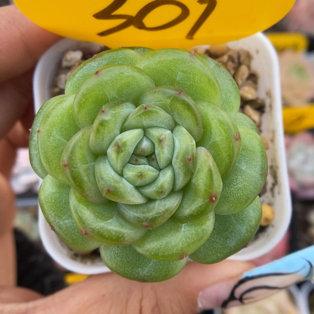 叠叶果冻心珍妮301号