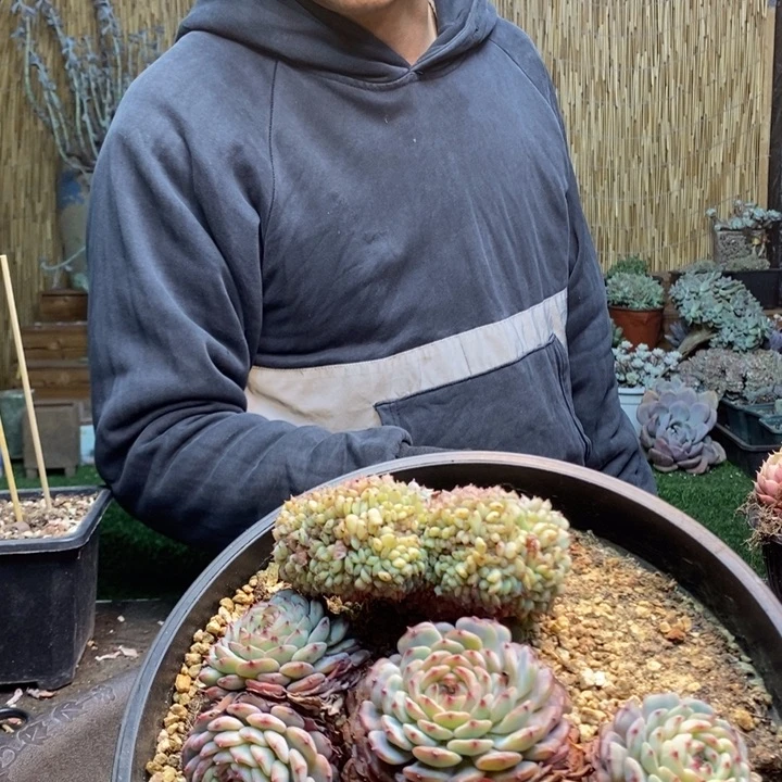 睿***主21 号白胖子多肉植物