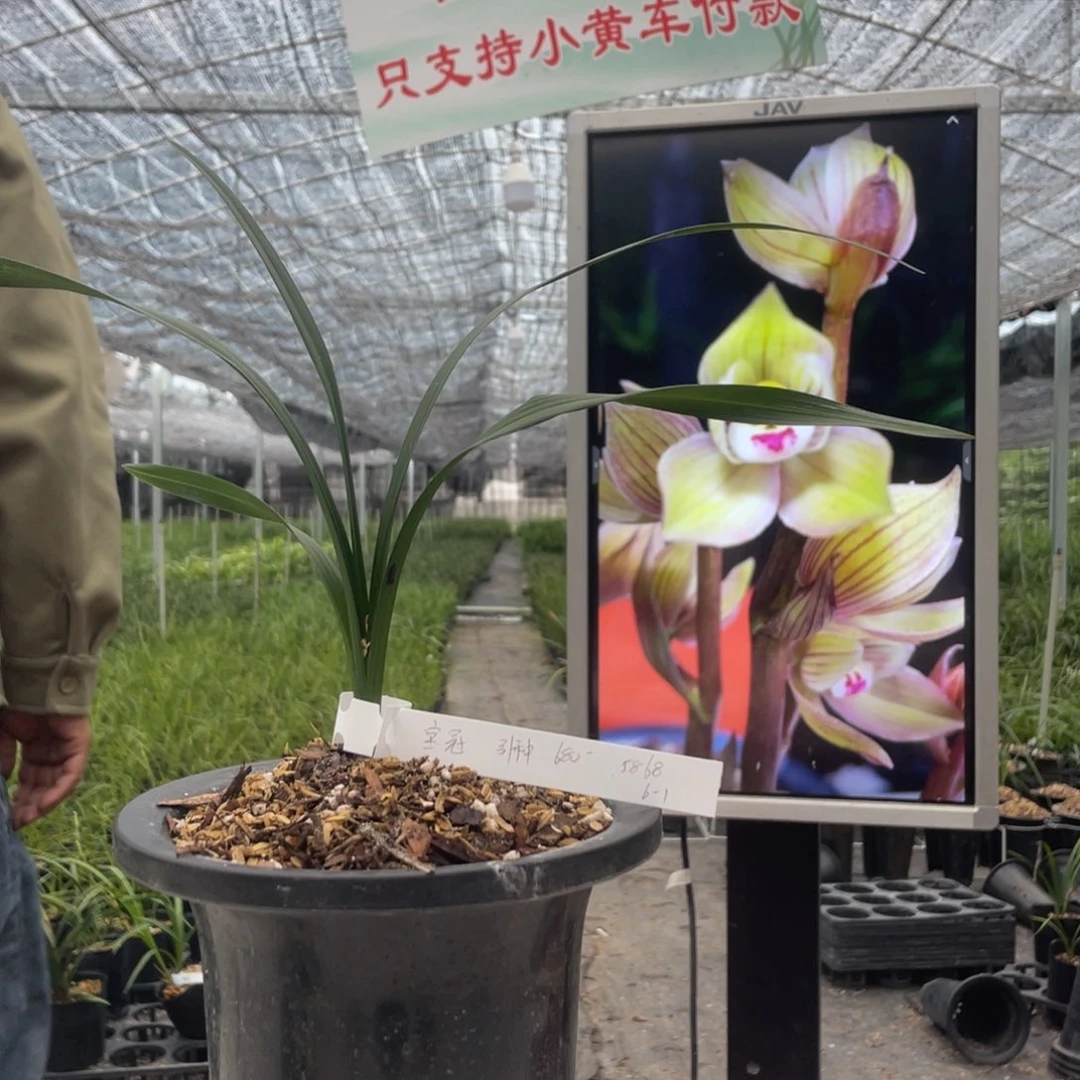 完全开放龙*轩春剑宝冠引种1苗寄养