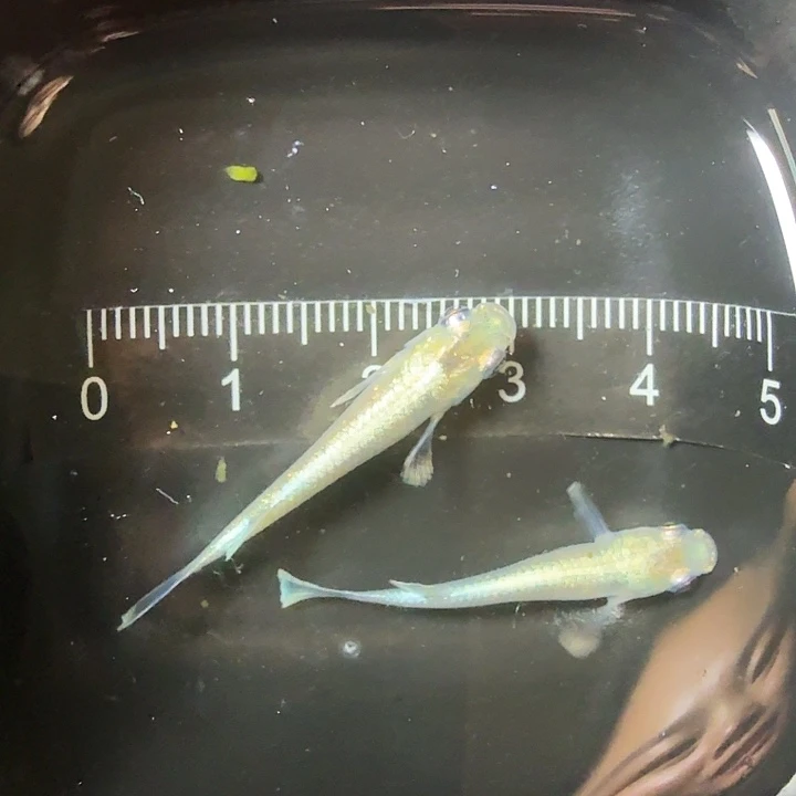 青鳉鱼观背青鳉一物一拍149号