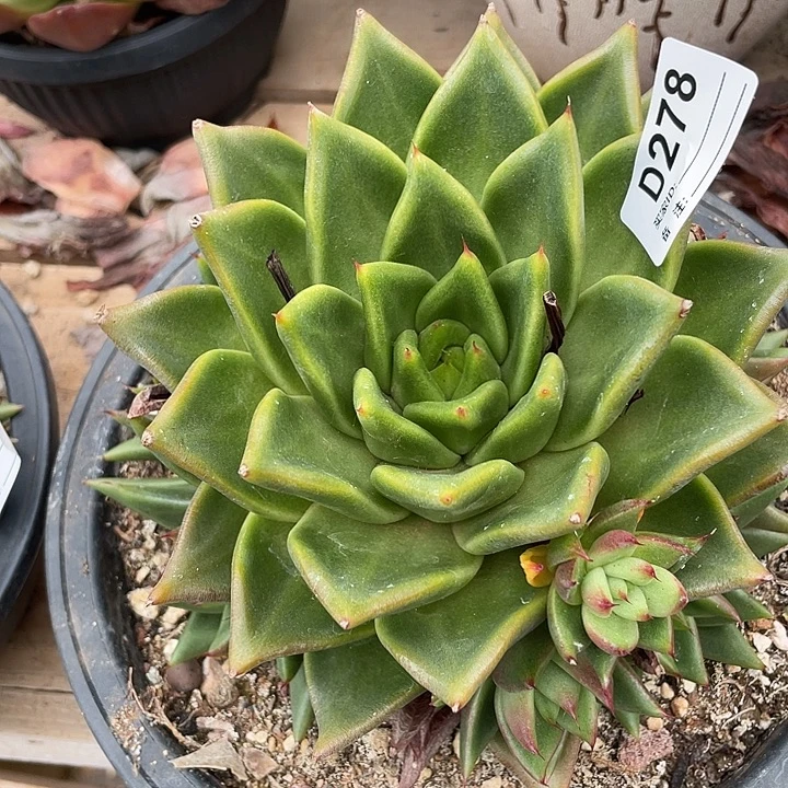 若如东云单拍D278