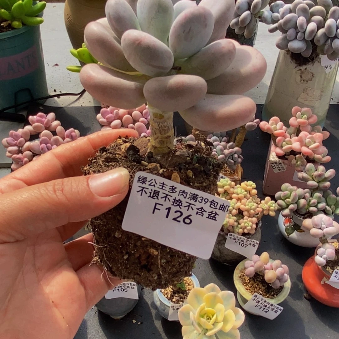 126橙雪球7cm多肉