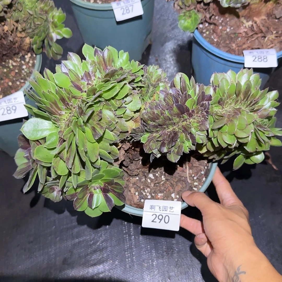 290多肉花月夜缀福利