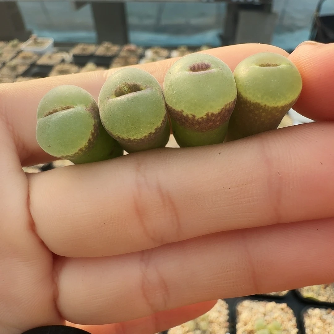 多肉植物福利风铃安格任选一颗价