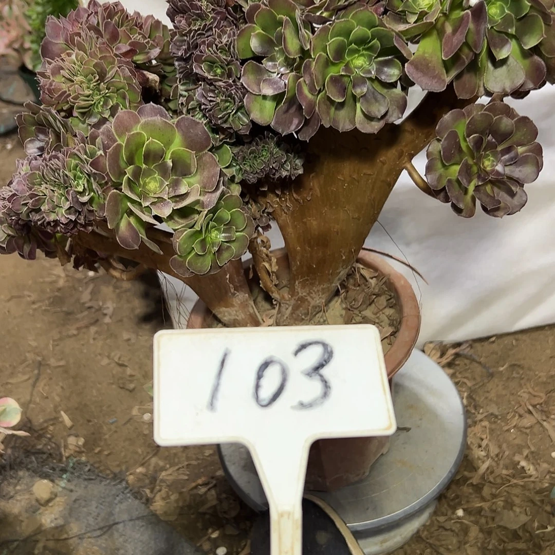 多肉植物玫瑰缀花103