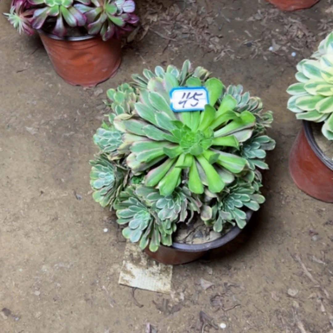 【闪购商品】ξ****忆多肉植物粉黛45