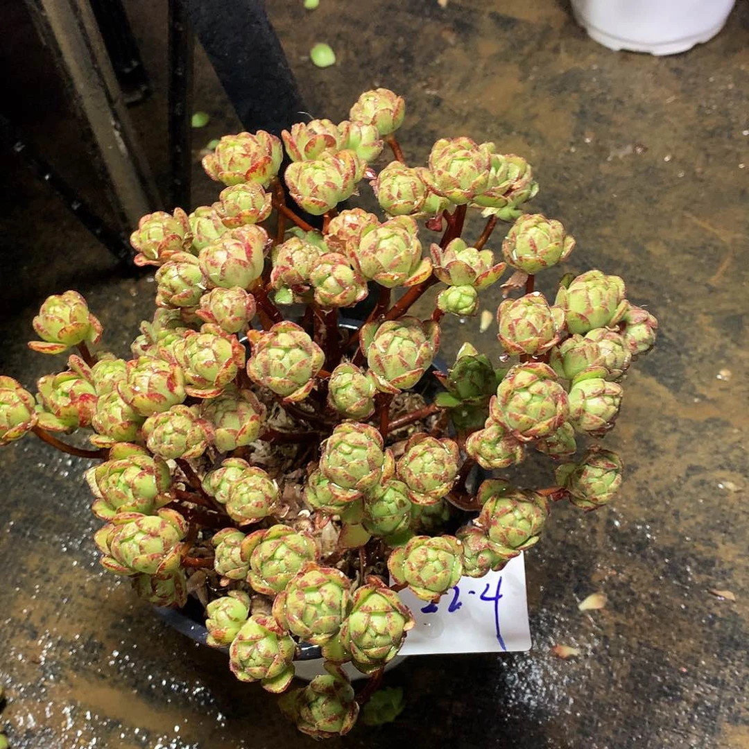 橄榄球玫瑰一物一拍22.4