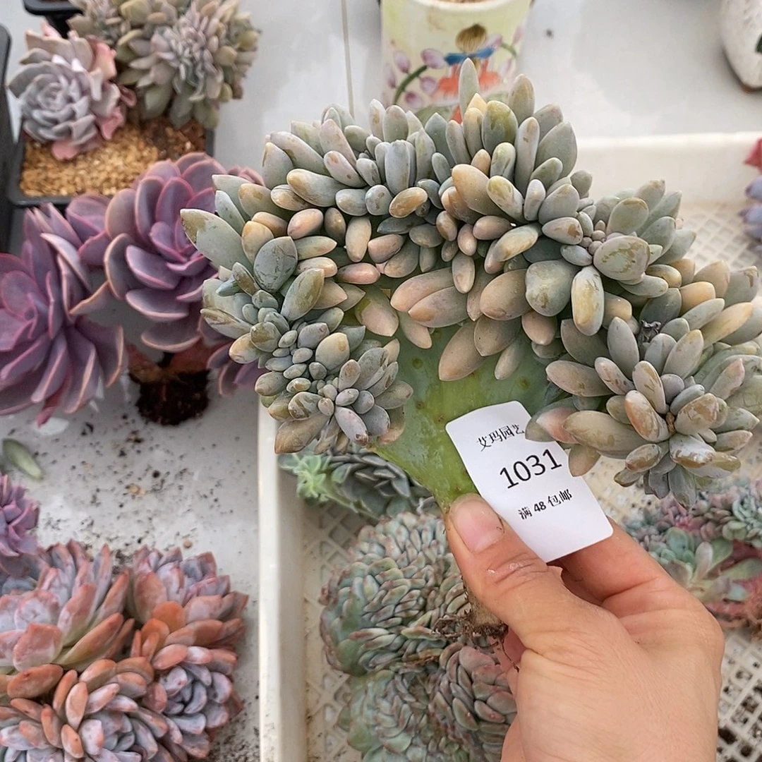 醉美人缀化多肉多肉031