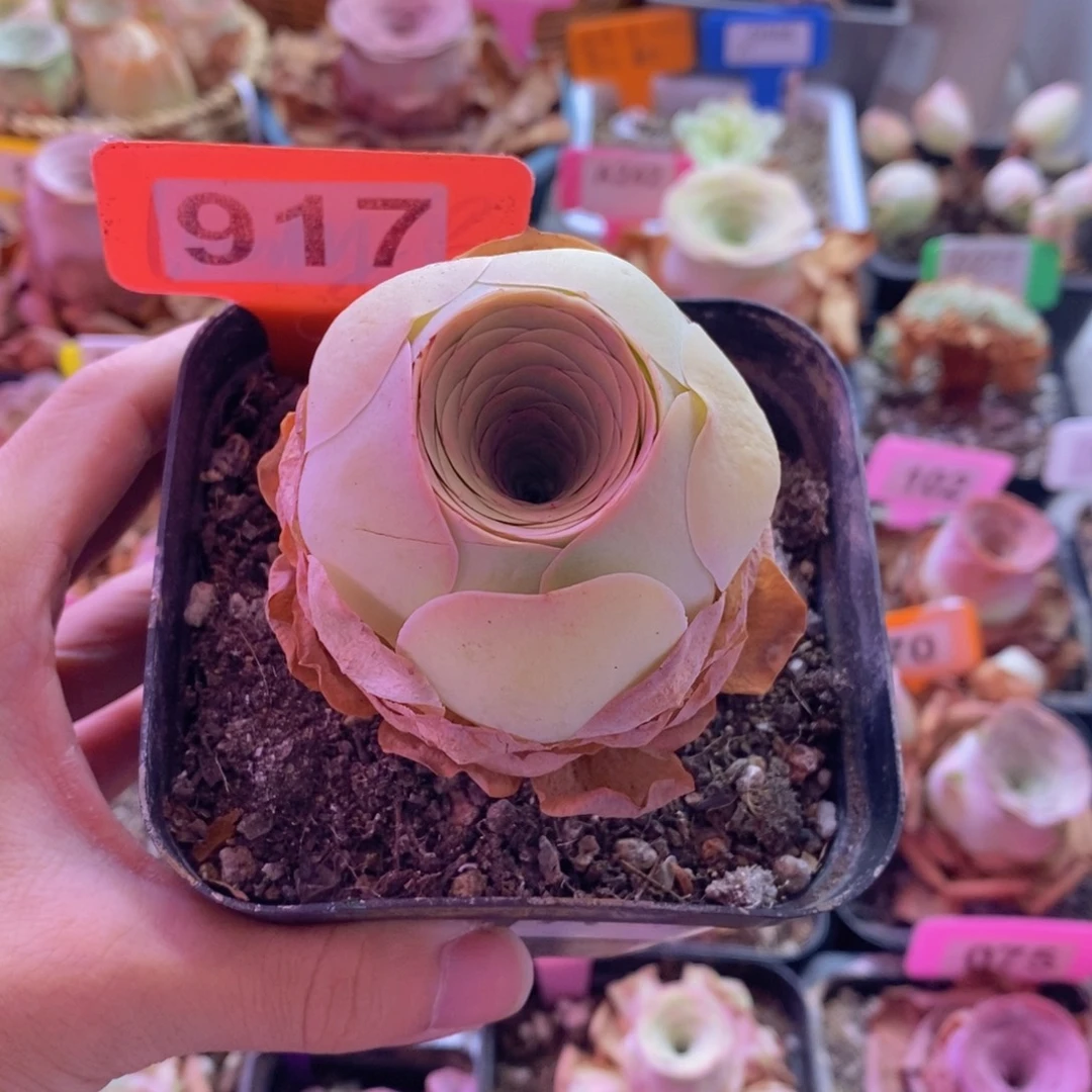 山地玫瑰一物一拍帕美917