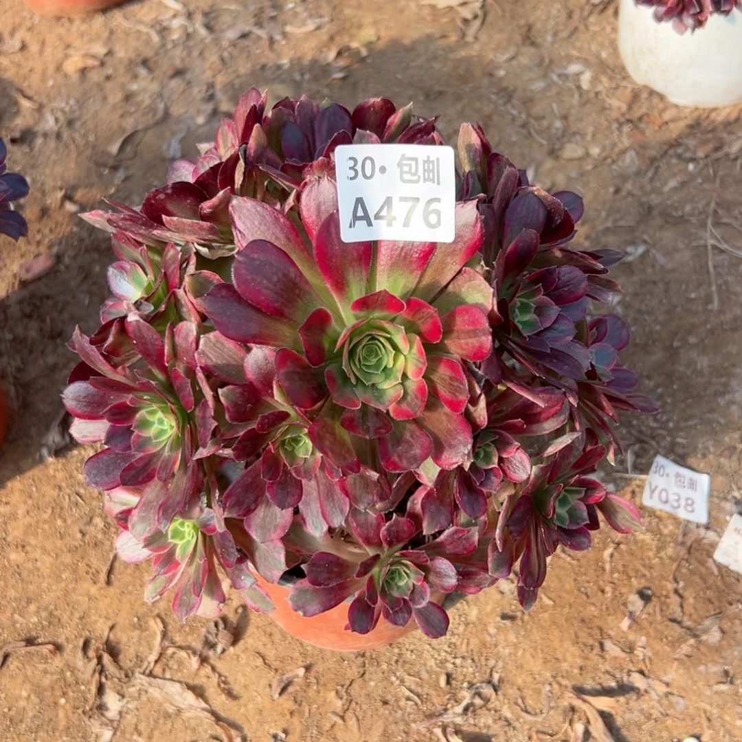 476安娜多肉法师不包侧枝