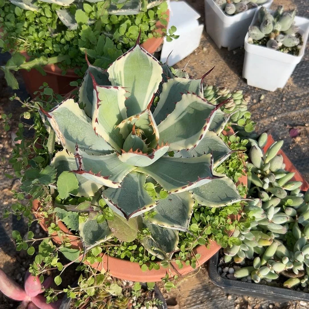 多肉植物吉祥冠单头