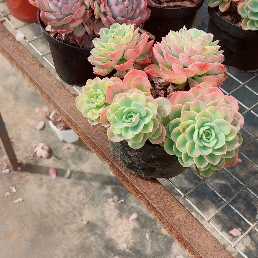 哈密瓜多头群生老桩特价