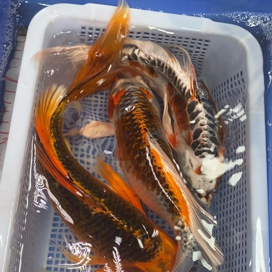 海水鱼冷水锦鲤包邮