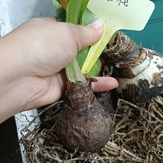 无花朵紫罗兰粉黛5-6发三个