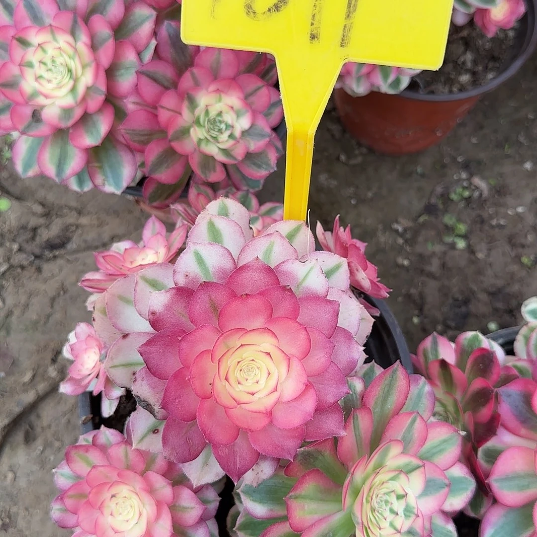 4011-倾城多头多肉