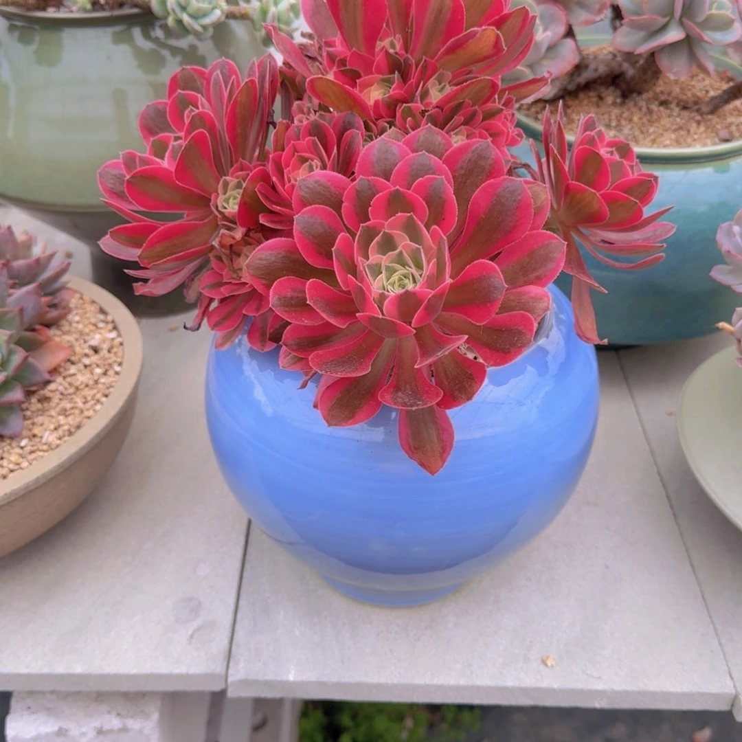 粉女巫带盆土198京东物流到付