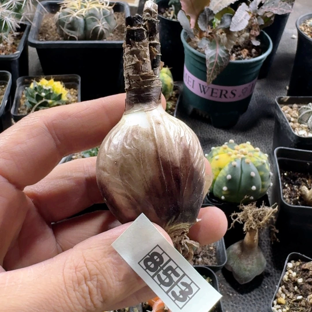 853稻草石蒜脱土发货一个随机