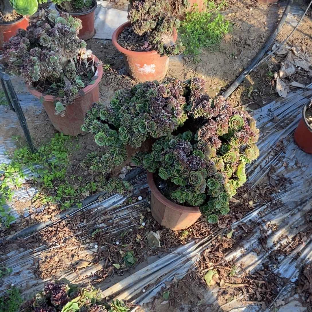 嘟***家B307万圣节干伤处理