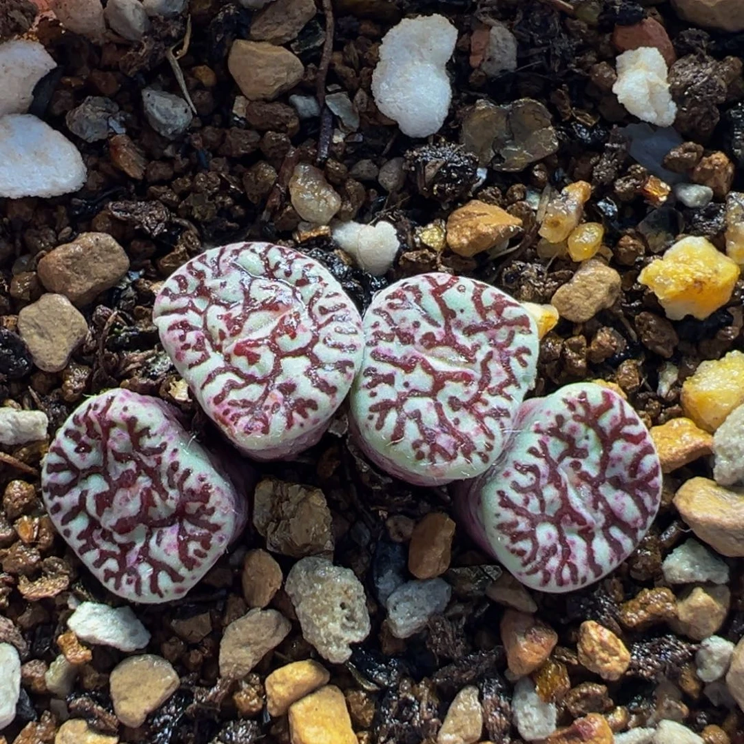 74！多肉植物盆栽栽培