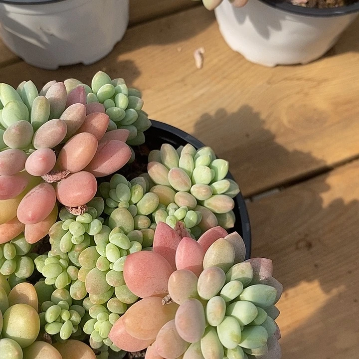 泡泡脚，福利多多哦