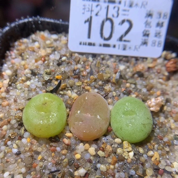 精品生石花213.102