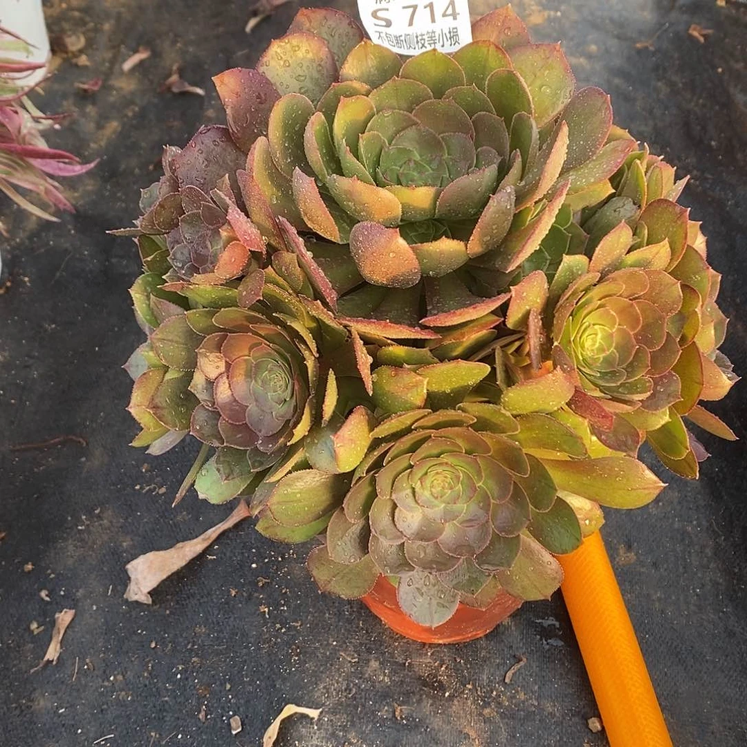 714万圣节沙拉碗多肉