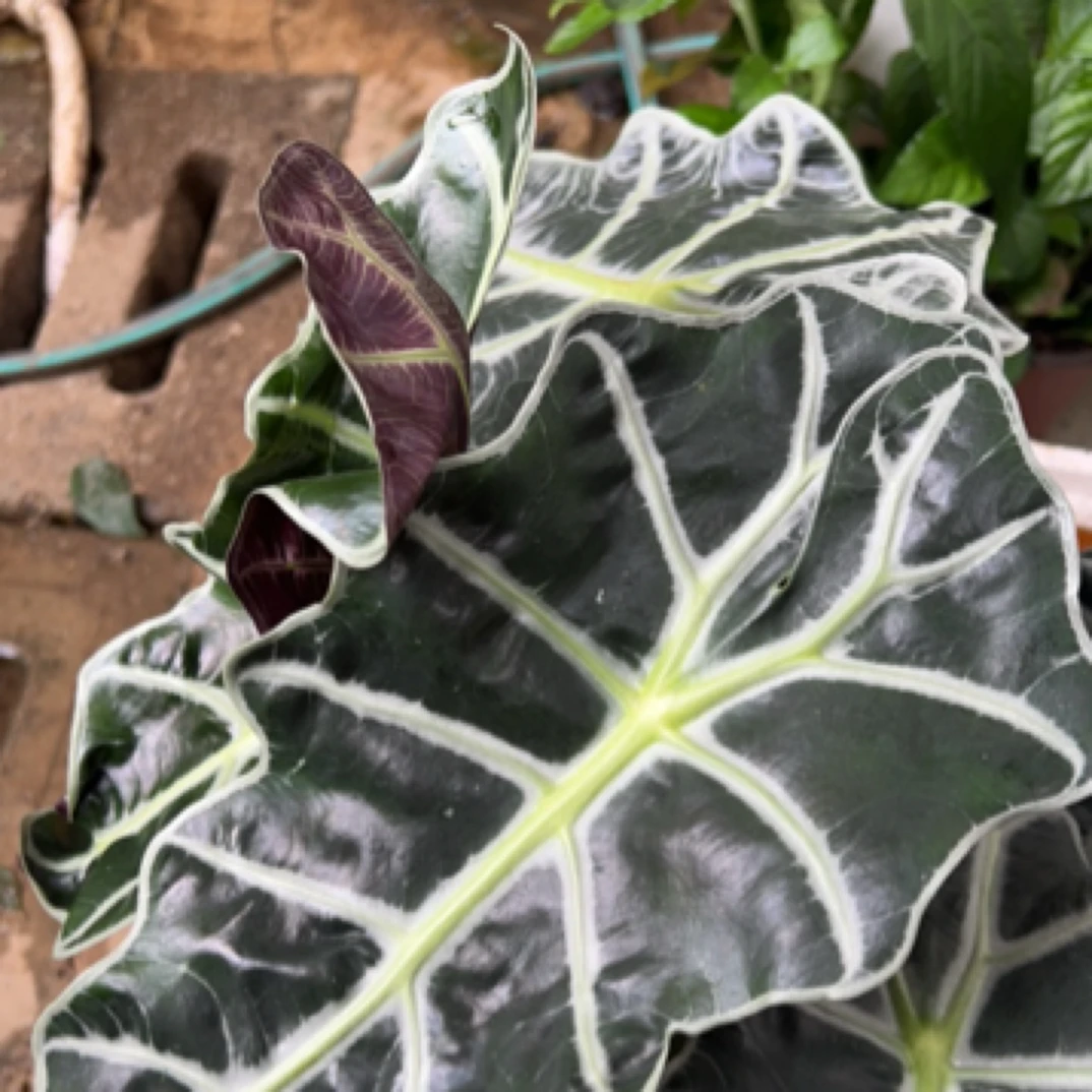 大仙女盆栽花花花