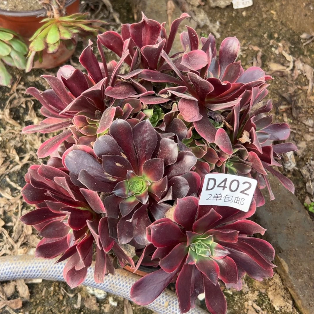 402多肉   金丝雀不包断头