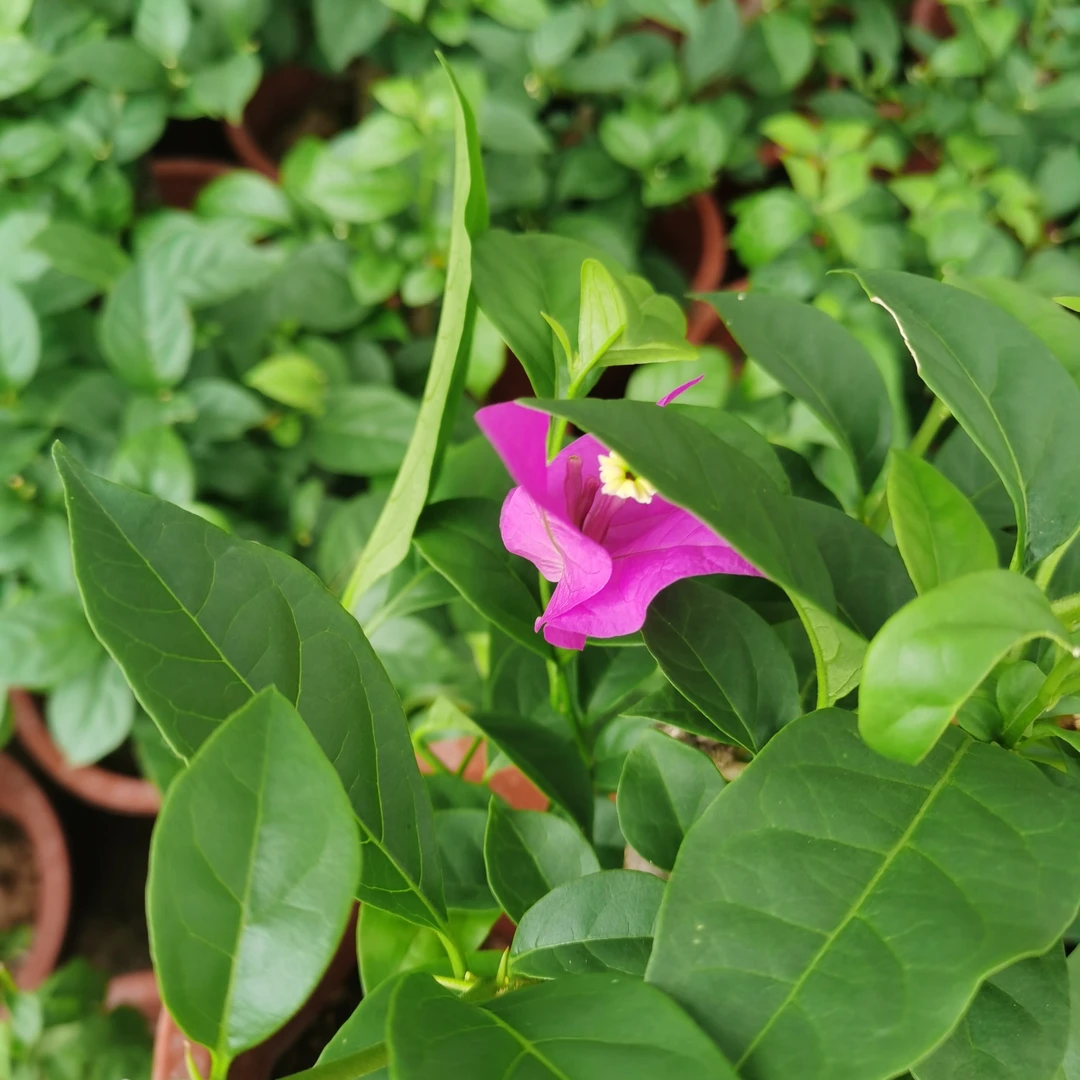 安格斯紫色原生袋苗飘香藤爬藤植物四季开花好养耐热