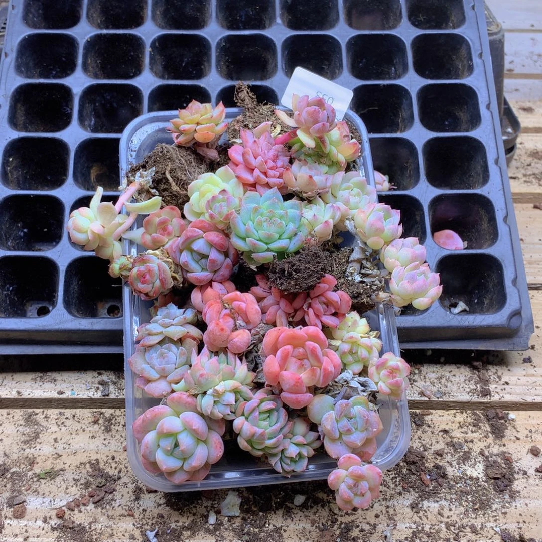 卢***丽我要睡觉了哦晚安啦053