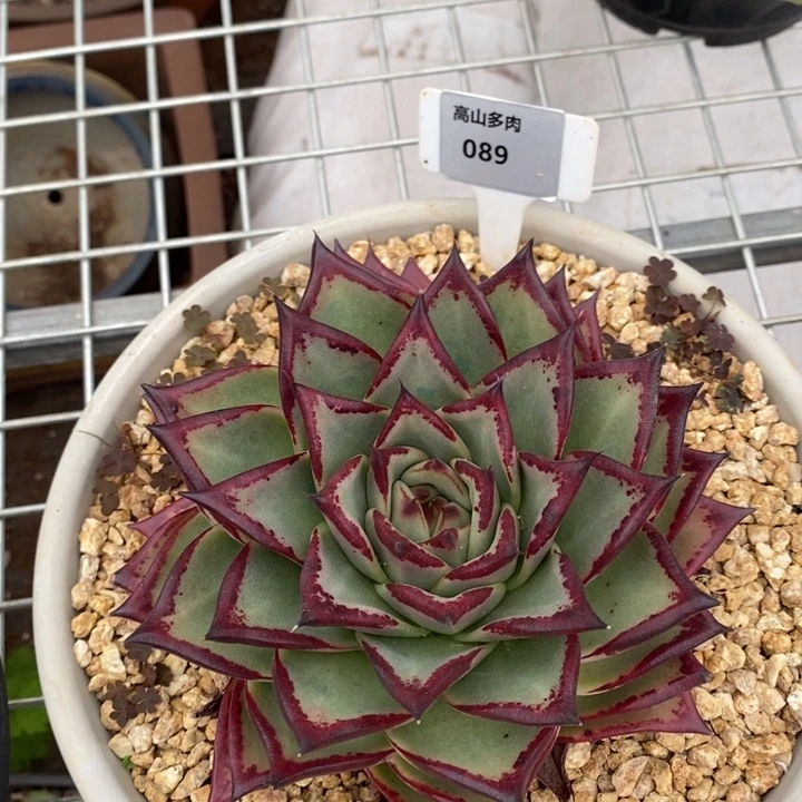 D089- 直播福利 乌木